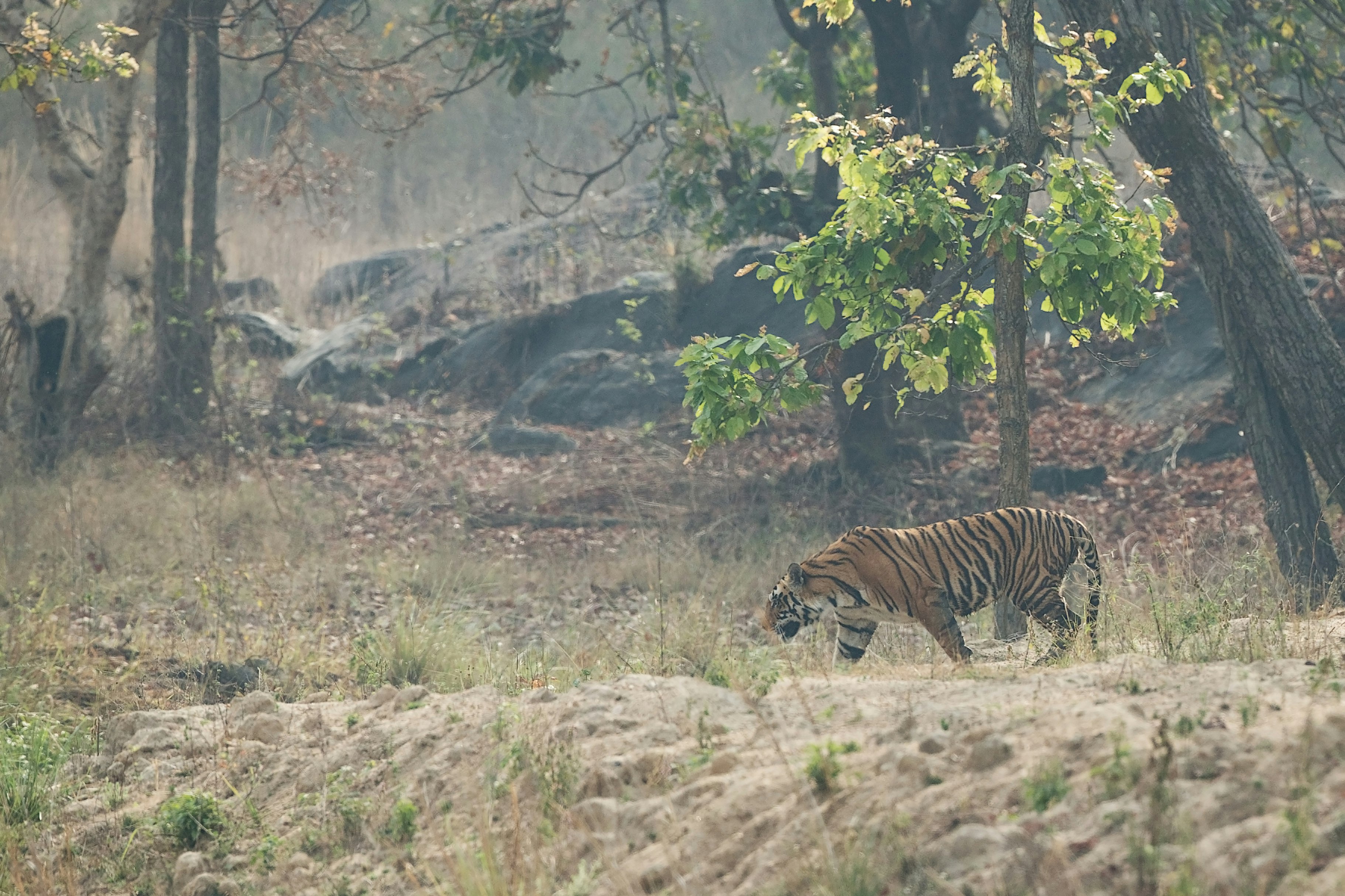 tiger walking on brown field during daytime